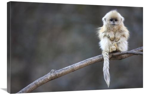 24 x 36 in. Golden Snub-Nosed Monkey Juvenile, Qinling Mountains&#