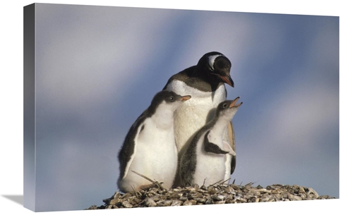 Global Gallery GCS-452895-1624-142 16 x 24 in. Gentoo Penguin Chicks B