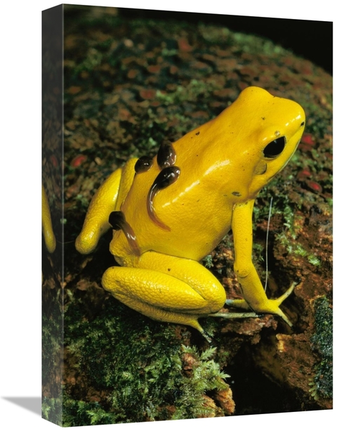 Global Gallery GCS-450756-1218-142 12 x 18 in. Golden Poison Dart Frog