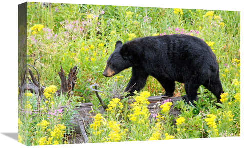 Global Gallery GCS-486424-22-142 22 in. On the Prowl Art Print - Vic S