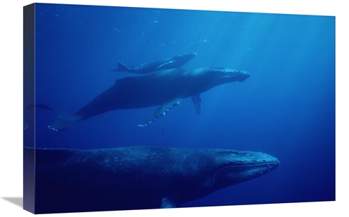 Global Gallery GCS-450575-1624-142 16 x 24 in. Humpback Whale Mother &