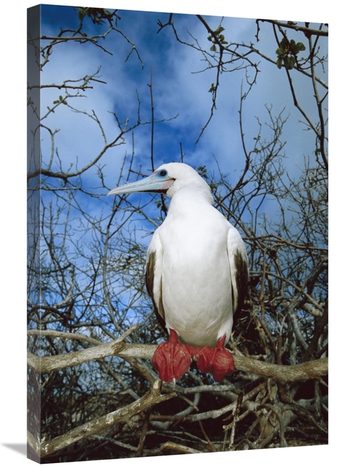 Global Gallery GCS-451653-2030-142 20 x 30 in. Red-Footed Booby White 