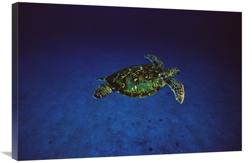 Global Gallery GCS-450739-2436-142 24 x 36 in. Green Sea Turtle Swimmi