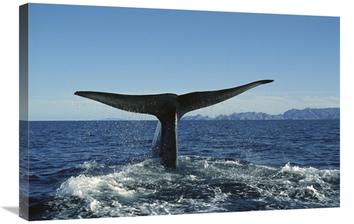 Global Gallery GCS-451684-2030-142 20 x 30 in. Blue Whale Raising Fluk