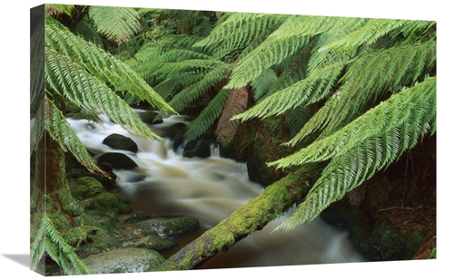 Global Gallery GCS-453503-1624-142 16 x 24 in. Tree Fern Over Stream&#