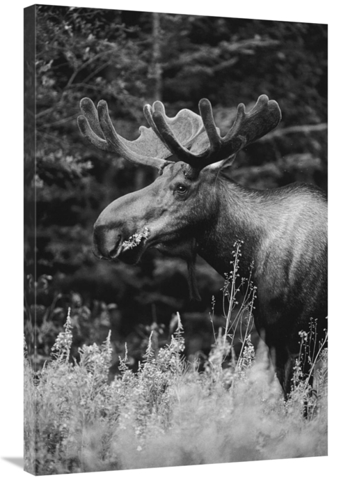 Global Gallery GCS-461478-2436-142 24 x 36 in. Alaska Moose Feeding on