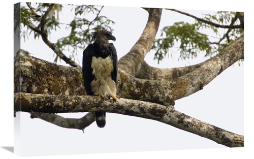 Global Gallery GCS-453202-2030-142 20 x 30 in. Harpy Eagle Adult Femal