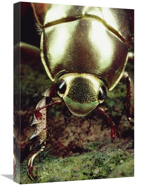 Global Gallery GCS-450699-1624-142 16 x 24 in. Golden Scarab Beetle Po