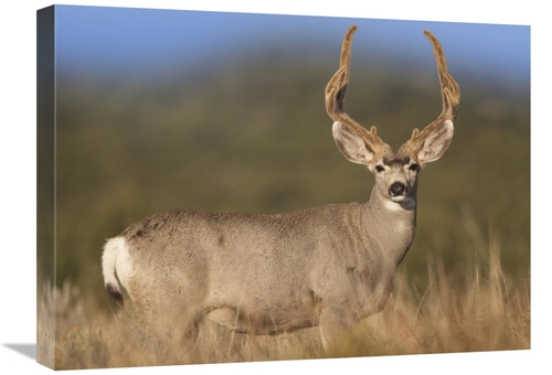 Global Gallery GCS-452178-1824-142 18 x 24 in. Mule Deer Male in Dry G