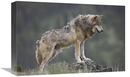 Global Gallery GCS-452261-1218-142 12 x 18 in. Gray Wolf, North Am