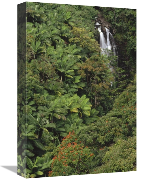 Global Gallery GCS-452844-1218-142 12 x 18 in. Native & Exotic Rainfor