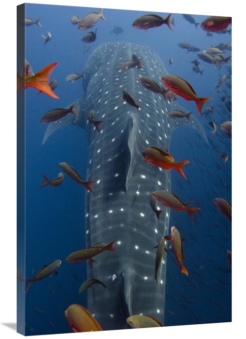 Global Gallery GCS-397891-2436-142 24 x 36 in. Whale Shark Swimming wi