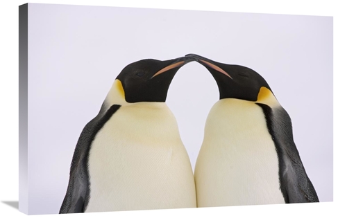 Global Gallery GCS-395325-2030-142 20 x 30 in. Emperor Penguin Pair Co