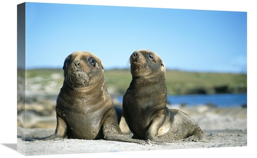 Global Gallery GCS-451584-1624-142 16 x 24 in. Hookers Sea Lion, Y