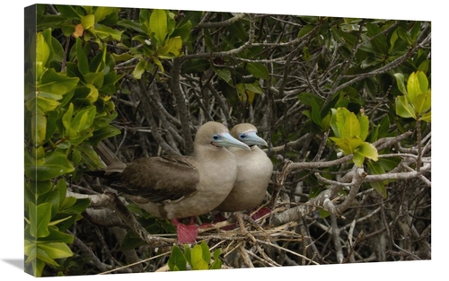 Global Gallery GCS-453053-2030-142 20 x 30 in. Red-Footed Boobies on N