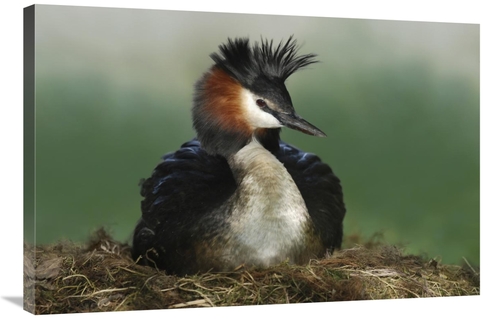 Global Gallery GCS-397457-2436-142 24 x 36 in. Great Crested Grebe on 