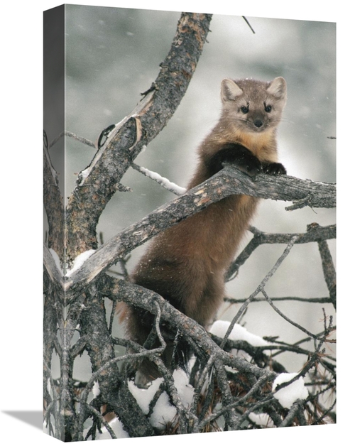 Global Gallery GCS-451875-1218-142 12 x 18 in. American Marten in Tree