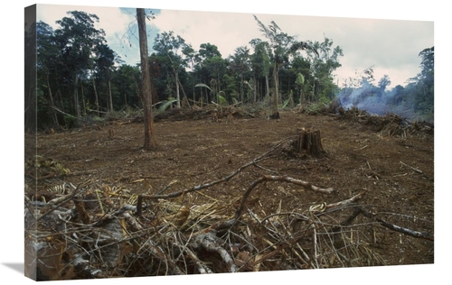 Global Gallery GCS-397640-2030-142 20 x 30 in. Rainforest Deforestatio