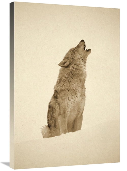 Global Gallery GCS-450503-2432-142 24 x 32 in. Timber Wolf Portrait&#4