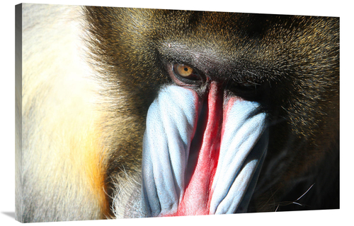 Global Gallery GCS-486589-40-142 40 in. Male Mandral Art Print - Vic S