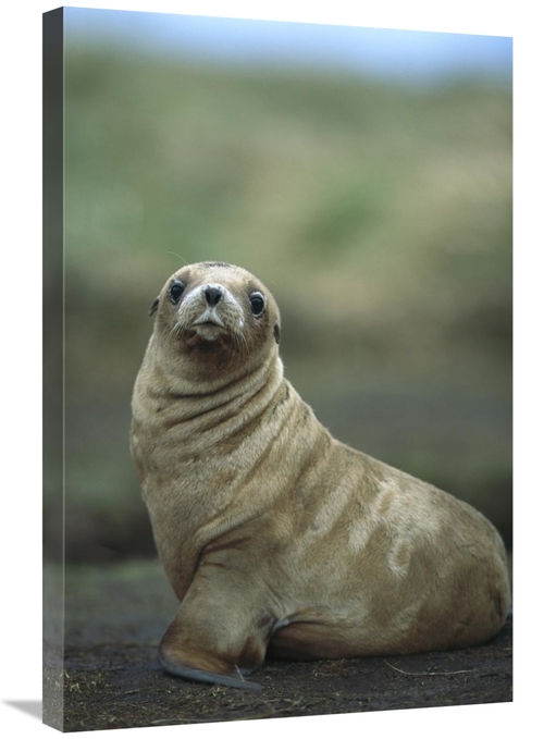 Global Gallery GCS-451623-2030-142 20 x 30 in. Hookers Sea Lion Pup&#4