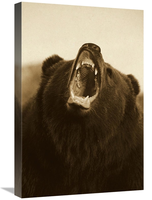 Global Gallery GCS-453695-1624-142 16 x 24 in. Grizzly Bear Close Up o