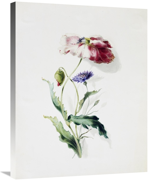 Global Gallery GCS-266573-30-142 30 in. A Scarlet Poppy & a Cornflower