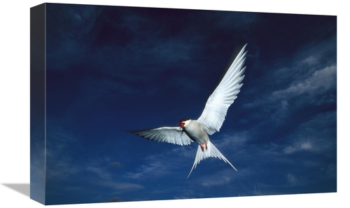 Global Gallery GCS-451914-1218-142 12 x 18 in. Arctic Tern Flying,