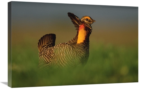 Global Gallery GCS-396750-2030-142 20 x 30 in. Greater Prairie Chicken