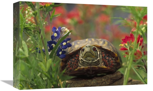 Global Gallery GCS-451974-1218-142 12 x 18 in. Western Box Turtle Amon