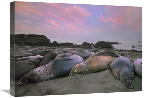 Global Gallery GCS-452208-1824-142 18 x 24 in. Northern Elephant Seals