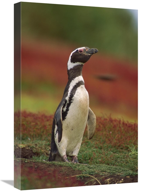 Global Gallery GCS-452743-1624-142 16 x 24 in. Magellanic Penguin Port