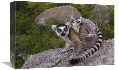 Global Gallery GCS-453241-1218-142 12 x 18 in. Ring-Tailed Lemur & You