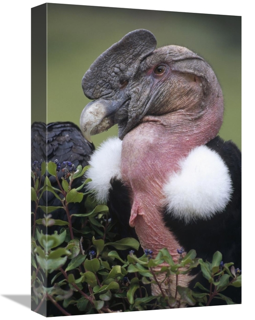 Global Gallery GCS-451247-1218-142 12 x 18 in. Andean Condor Male,