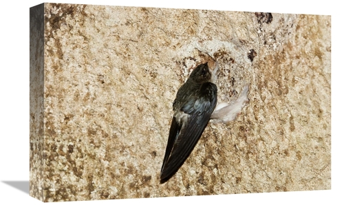 12 x 18 in. Edible-Nest Swiftlet on Nest, North Andaman Islands&#4