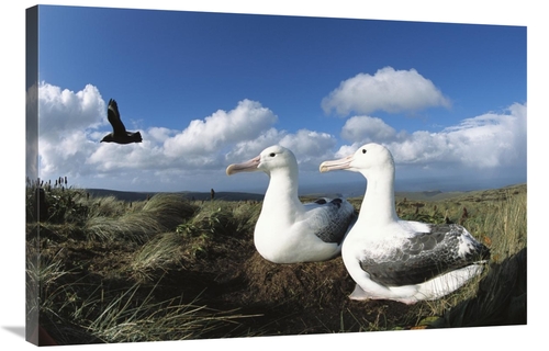 Global Gallery GCS-451606-2436-142 24 x 36 in. Southern Royal Albatros