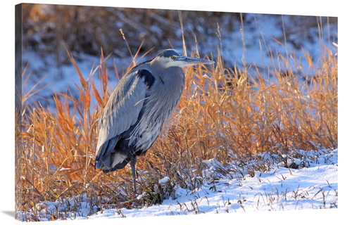 Global Gallery GCS-486417-40-142 40 in. Heron in Winter I Art Print - 