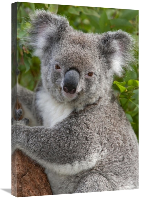 Global Gallery GCS-395287-2030-142 20 x 30 in. Koala, Australia Ar