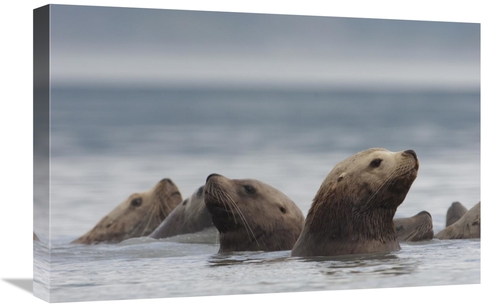 Global Gallery GCS-397991-1624-142 16 x 24 in. Stellers Sea Lion Group