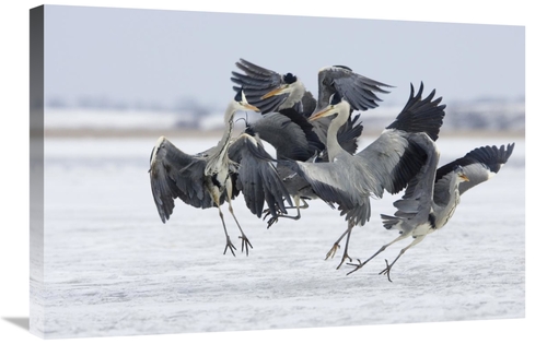 Global Gallery GCS-452608-2030-142 20 x 30 in. Grey Heron Group Fighti