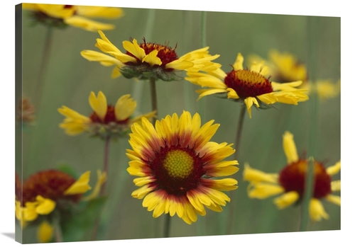 Global Gallery GCS-396060-3040-142 30 x 40 in. Indian Blanket Flowers 