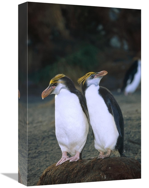 Global Gallery GCS-452445-1218-142 12 x 18 in. Royal Penguin Pair on N