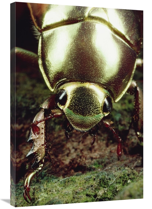 Global Gallery GCS-450699-2436-142 24 x 36 in. Golden Scarab Beetle Po