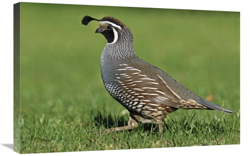 Global Gallery GCS-397453-2030-142 20 x 30 in. California Quail Male&#