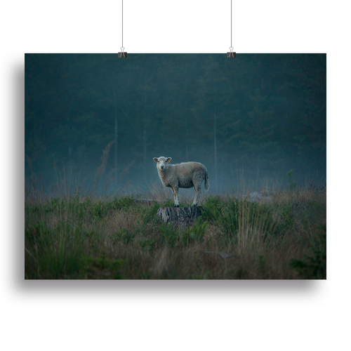 Moody sheep Canvas Print or Poster