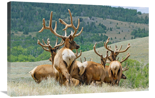 Global Gallery GCS-486471-36-142 36 in. The Elk Herd Art Print - Vic S