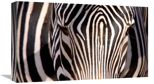 Global Gallery GCS-486650-22-142 22 in. Zebra Head Art Print - Vic Sch