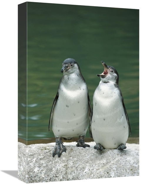 Global Gallery GCS-398515-1218-142 12 x 18 in. Humboldt Penguin Two Ch