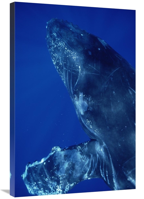 Global Gallery GCS-451031-2436-142 24 x 36 in. Humpback Whale Close Up
