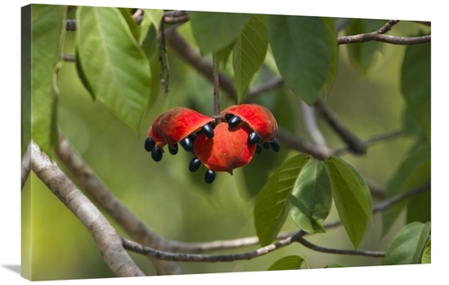 Global Gallery GCS-453632-2436-142 24 x 36 in. Fruits of A Tropical Tr